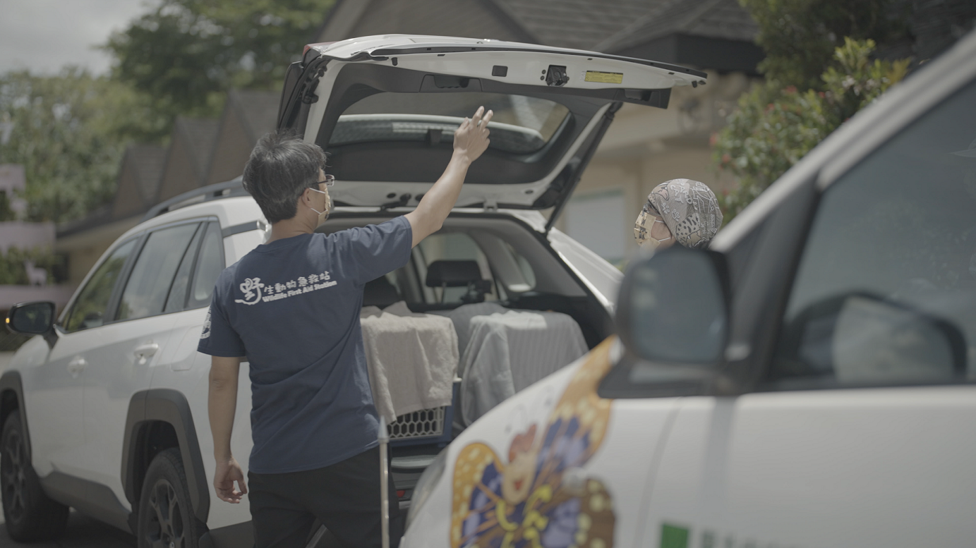 行政院農委會特有生物研究保育中心以 Toyota RAV4 將石虎兄妹以運輸籠自台北接回南投進行野放訓練。