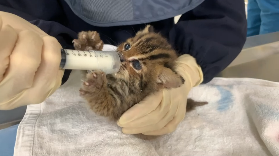 新救援虛弱的小石虎,每天在特生中心急救站的細心照料下逐漸成長茁壯。