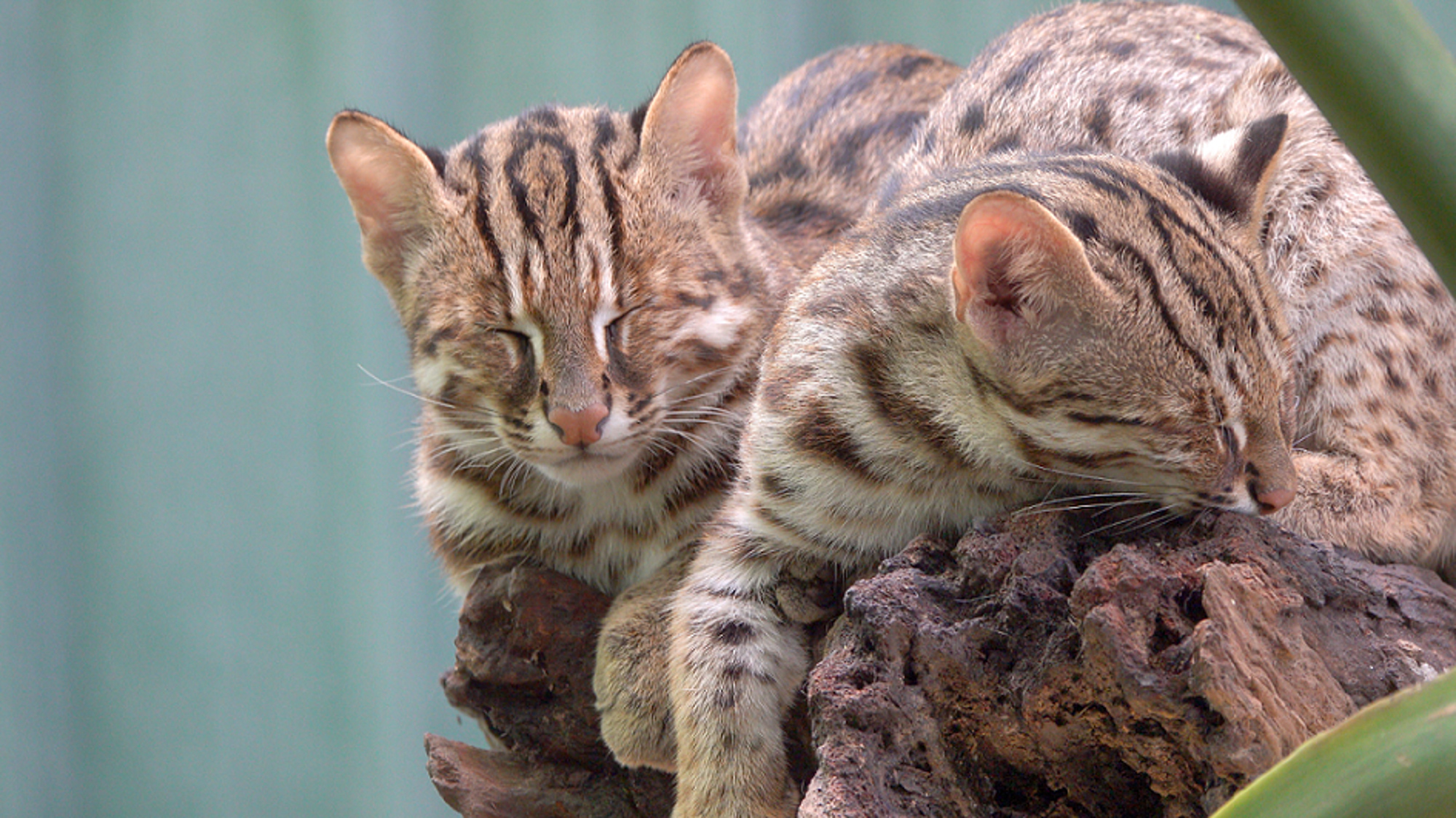和泰汽車積極救助台灣現存唯一的本土原生貓科物種─石虎。