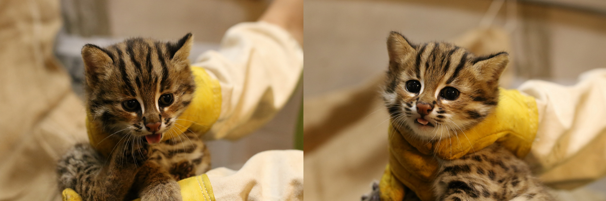 台灣原生動物守護計畫中石虎兄妹「虎力旺、虎力秀」於台北動物園出生,移至行政院農委會特生中心進行野放訓練,今年四月已回到大自然中。