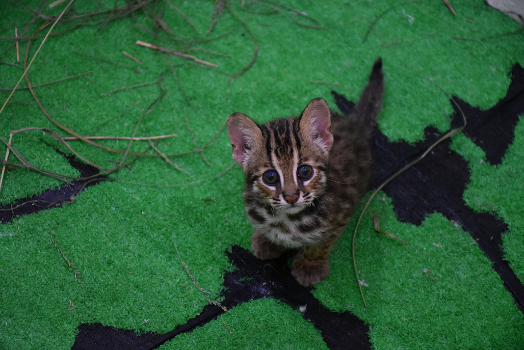 特生中心開始訓練小石虎熟悉野外環境。
